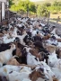 Продавам кози, снимка 1