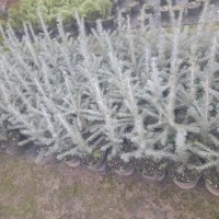 Сребрист смърч (Picea pungens), снимка 12 - Градински цветя и растения - 29531057