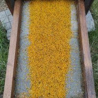 Пчелен прашец, снимка 4 - Пчелни продукти - 43517506