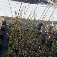 Японска Слива-(Prunus triloba)Промоция!!!, снимка 5 - Градински цветя и растения - 32561514