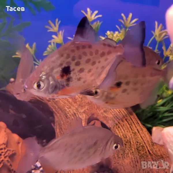 Спотед метинис 4см, снимка 1