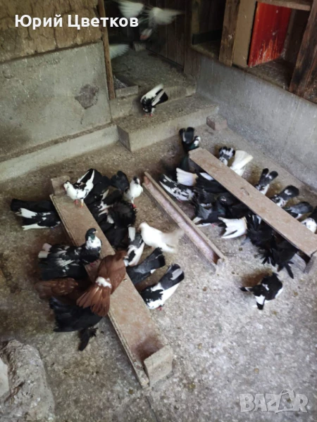 Ломски високолетачи, снимка 1