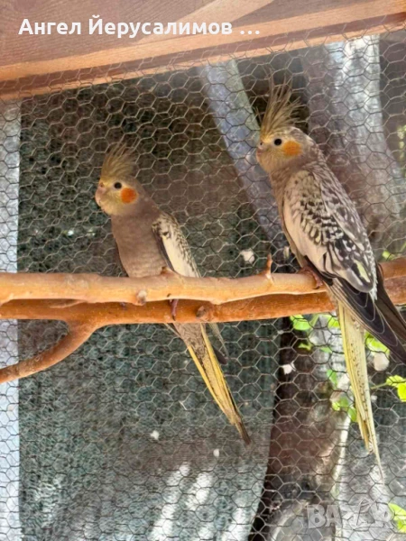 Папагали Корела на 3-4месеца са., снимка 1