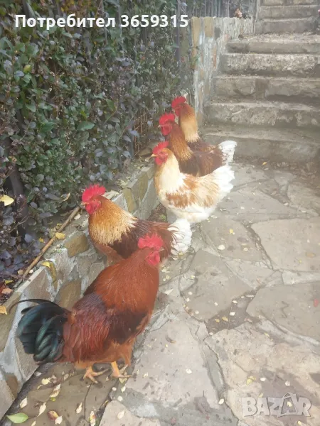 Петле  Джилинг, снимка 1