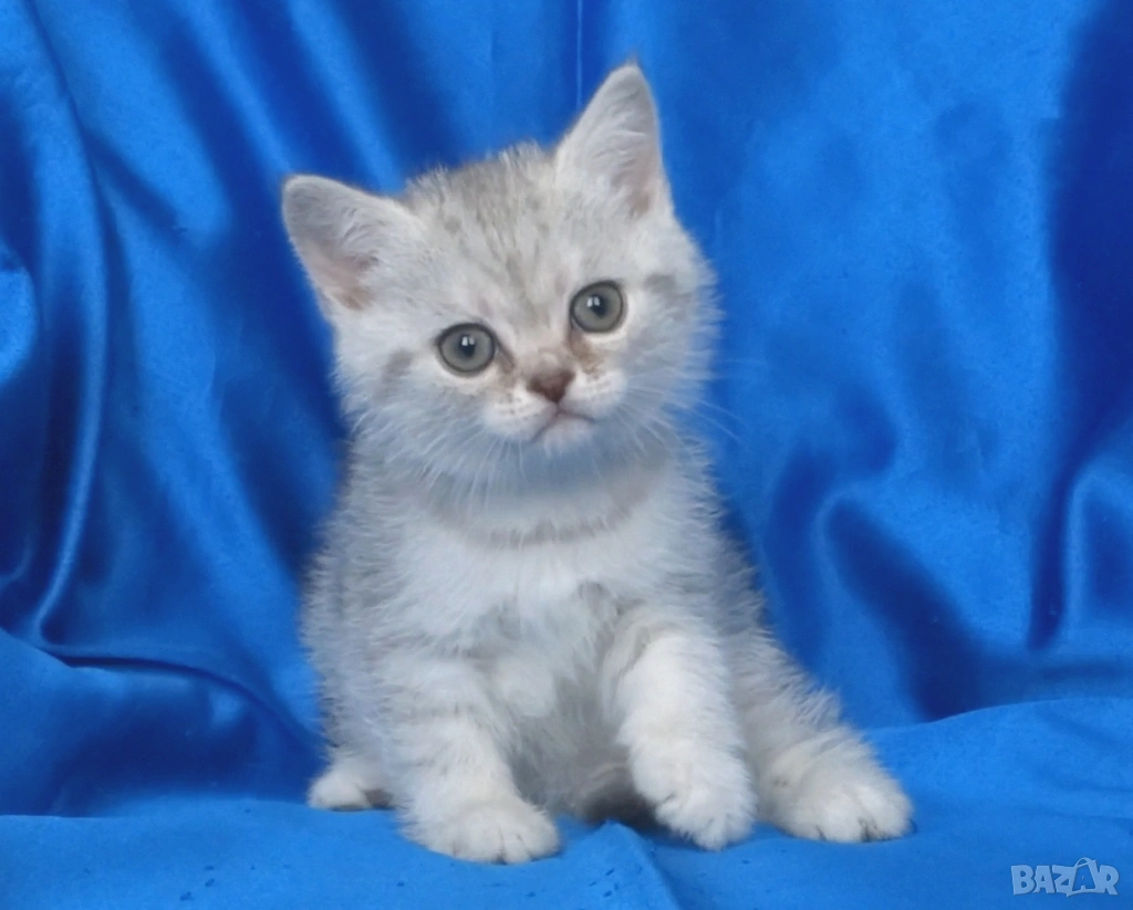 Британски късокосмести котата, снимка 1