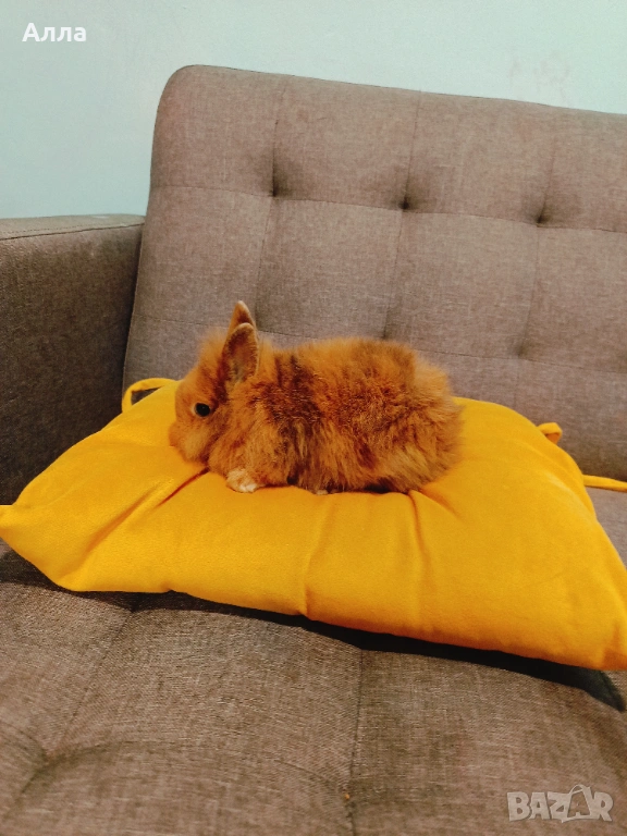 Декоративни зайчета , снимка 1