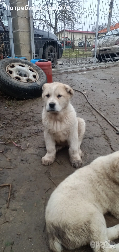 САО Алабай , снимка 1