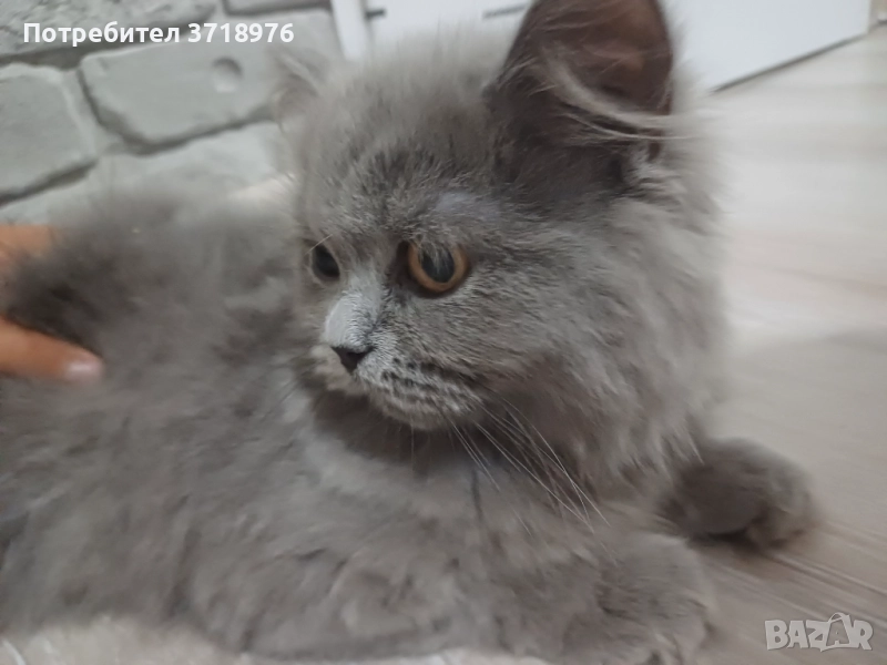 Британска дългокосместа котка, снимка 1