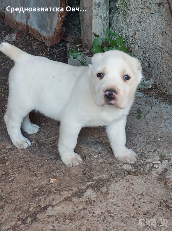 Сао-Алабай, снимка 1