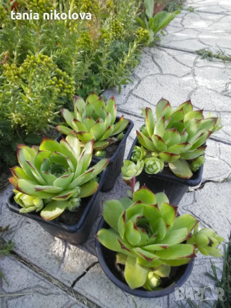  Дебелец  и седум, снимка 1