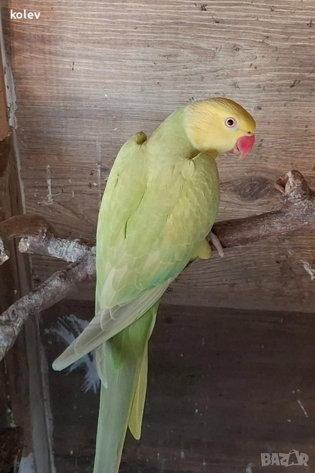 Папагал Малък Александър /женска 2г., снимка 1