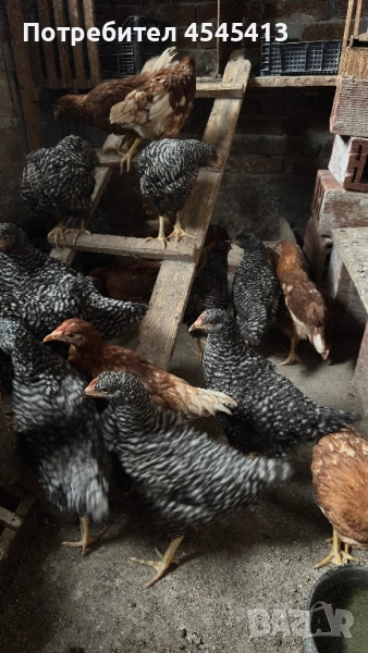 Кокошки ярки, уоман барун и спербек, снимка 1