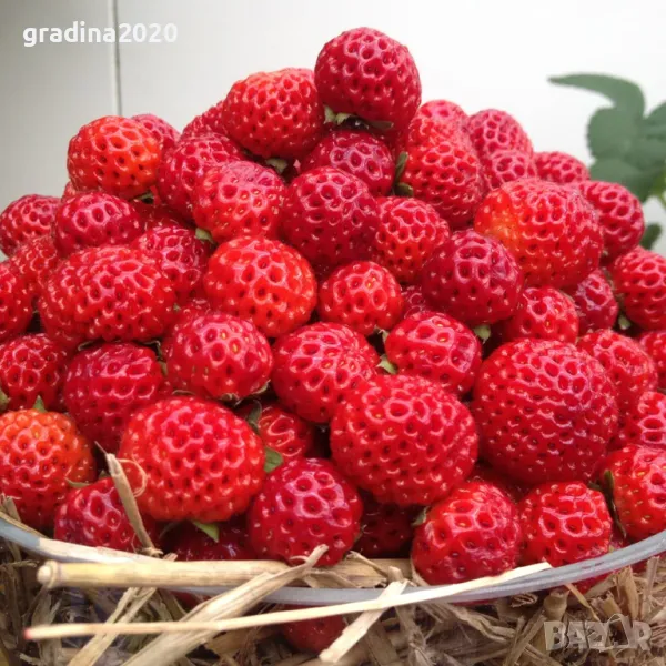 ЯГОДА МАЛИНА FRAMBERRY, снимка 1