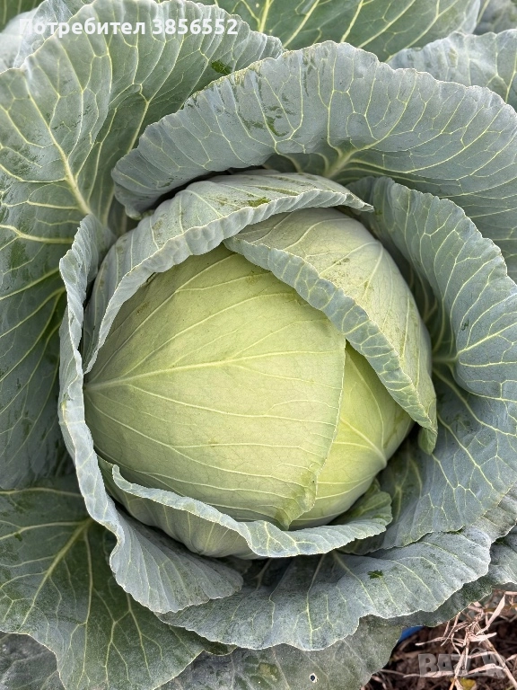 Зеле, сорт - Марлу , снимка 1