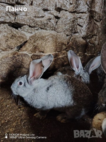 Продавам зайци, снимка 3 - Други - 46921009