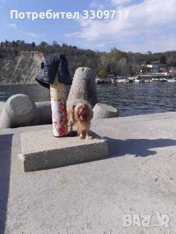 Мъжки  кокер шпаньол търси партньорка. 