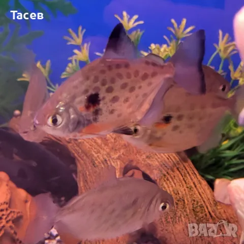 Спотед метинис 4см, снимка 1