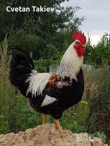 Яйца от Загорска Сьомга , снимка 5 - Кокошки и пуйки - 49225848