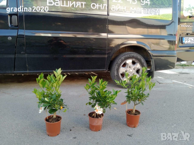 КАЛАМОНДИН - МИНИ ПОРТОКАЛ , снимка 3 - Разсади - 50910449