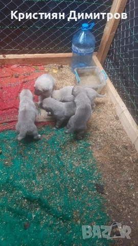 Продават се .Чистокръвни кангалчета ., снимка 6 - Кангал - 52367410