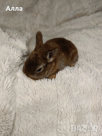 Голландско джуджета и Рекс, декоративно зайчета. , снимка 4 - Декоративни зайчета - 52861714
