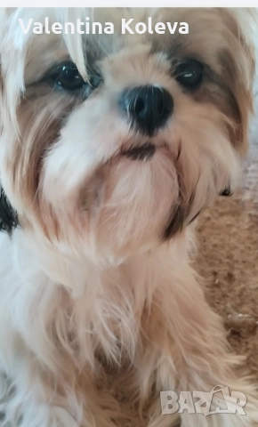 Малки кученца порода Ши Тцу , снимка 7 - Ши Тцу - 52838430