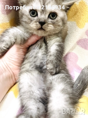 Британски и шотландски котенца. Златни и сръбрени чинчили, снимка 9 - Британска късокосместа - 53060932