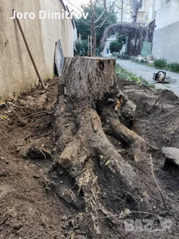 Поддръжка/Рязане на овошки и опасни дървета/Почистване на терени/Пръскане и изкореняване, снимка 10 - Други услуги - 48229616