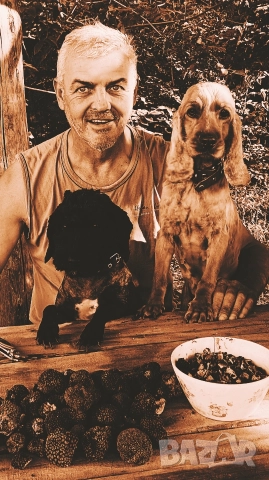 Кучета за трюфели - Обучени, снимка 3 - Кокер шпаньол - 52658653