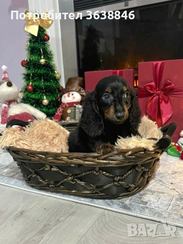 Мини,миниатюрни дакели дългокосмести, снимка 2 - Дакели - 52685462