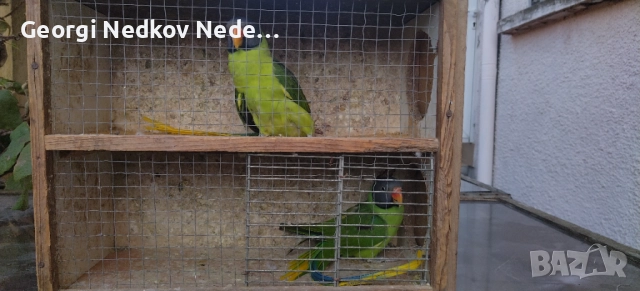 Продавам двойка черноглави александри , снимка 6 - Папагали - 52839235