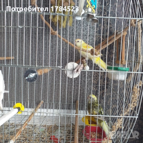 Пойно папагалче младо., снимка 4 - Папагали - 52816122