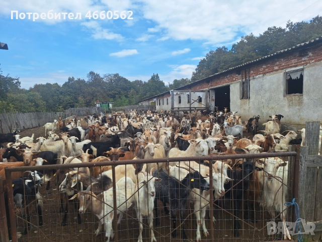 Продава се животновъден обект , снимка 8 - Други - 52541669