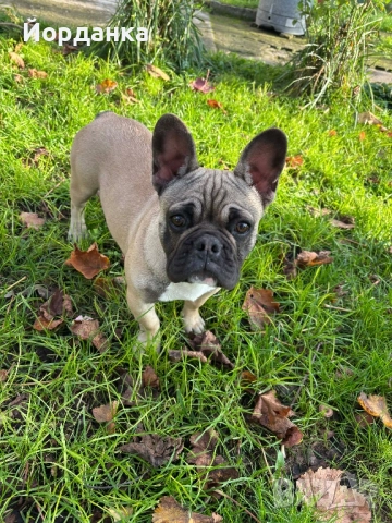 Френски булдог, снимка 2 - Френски булдог - 51883714