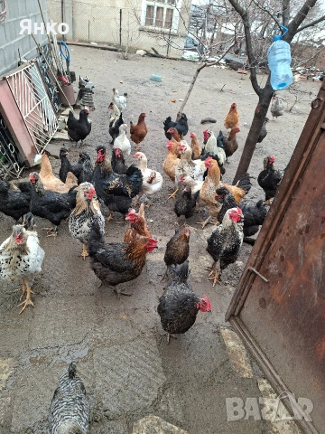 Домашни кокошки и петли