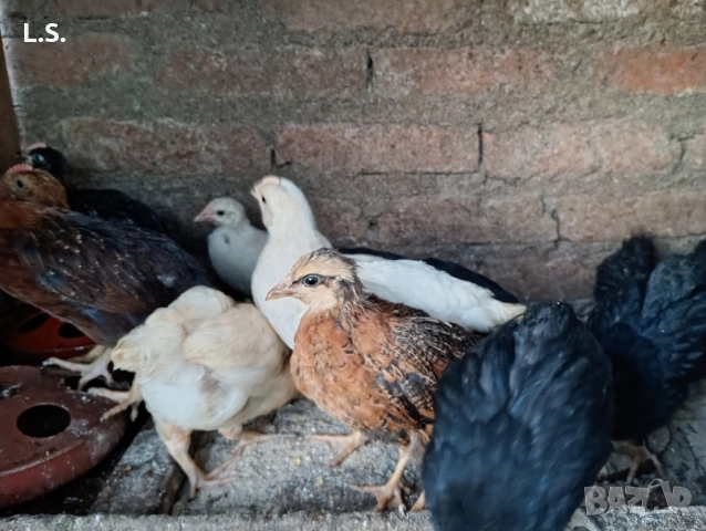 Продам пилета ,ярки млади петлета , снимка 3 - Кокошки и пуйки - 51726042