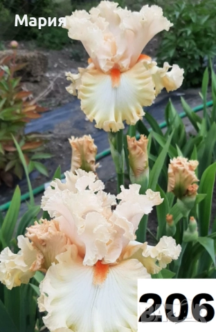 Сортови вискоки ириси /брадати ириси, снимка 13 - Градински цветя и растения - 51459181