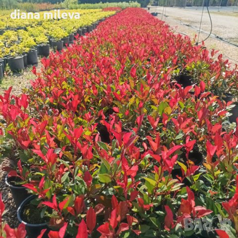  Фотиния Литъл Ред Робин, Photinia fr. Little Red Robin, снимка 3 - Градински цветя и растения - 43806136