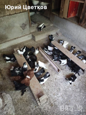 Ломски високолетачи