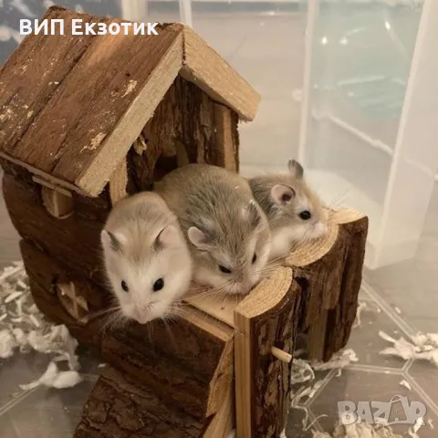 ПРОДАВА ХАМСТЕРИ И МИШКИ, снимка 2 - Други животни - 16738295
