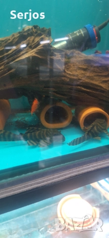 Сомчета Хипанцитрус , снимка 4 - Рибки - 52352323