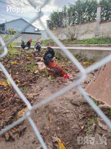 Японски петлета, снимка 12 - други­ - 48949968