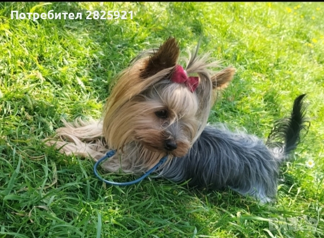 Йорки бебе, снимка 10 - Йоркширски териер - 52694965