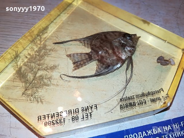 риба кехлибар-внос германия 0807210835