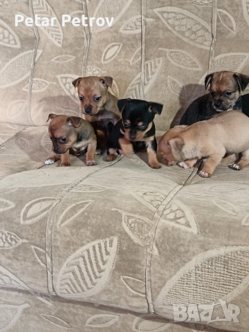 Мини пинчер чихуахуа, снимка 18 - Чихуахуа - 52816462