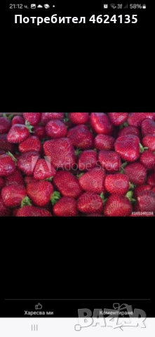 Продавам разсад ягоди , снимка 12 - Сортови семена и луковици - 52147373