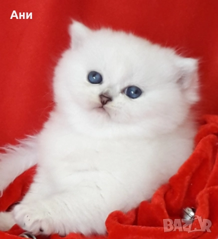 Най,Най Сладките Бебчета.Британски Белички със Сини Очички