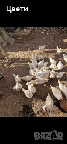 Пилета Бял Легхорн, снимка 2 - Кокошки и пуйки - 52245284