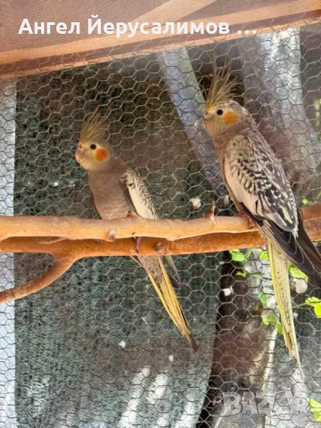 Папагали Корела на 3-4месеца са., снимка 1