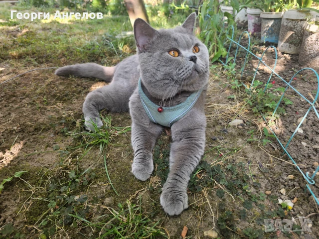 ЧИСТОКРЪВЕН МЪЖКИ БРИТАНЕЦ ЗА РАЗПЛОД, снимка 11 - Британска късокосместа - 48316235